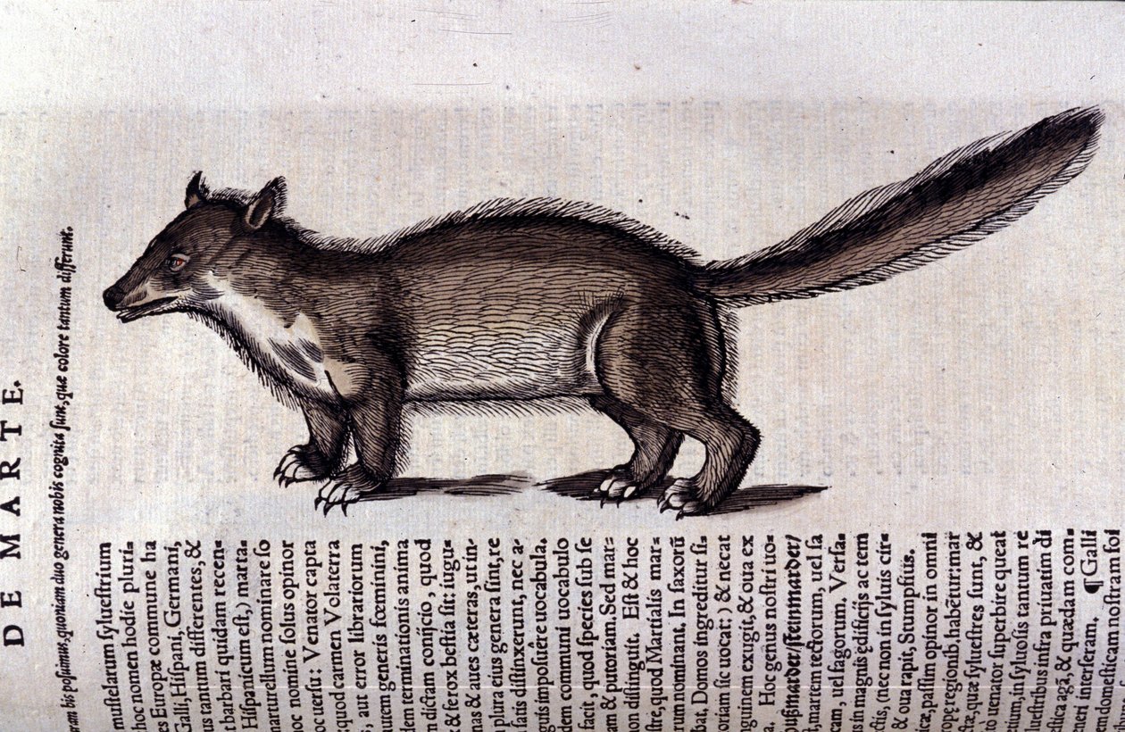 La martre (lub marte) w Historia Animalium de Conrad Gesner (1516-1565), Tiguri autorstwa Unknown artist