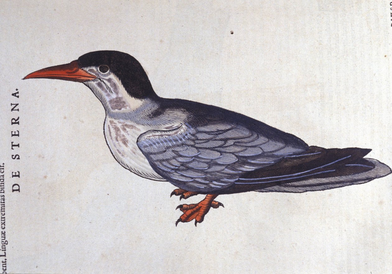 La tern ou swallow des mers w Historia Animalium de Conrad Gesner (1516 - 1565), Tiguri autorstwa Unknown artist