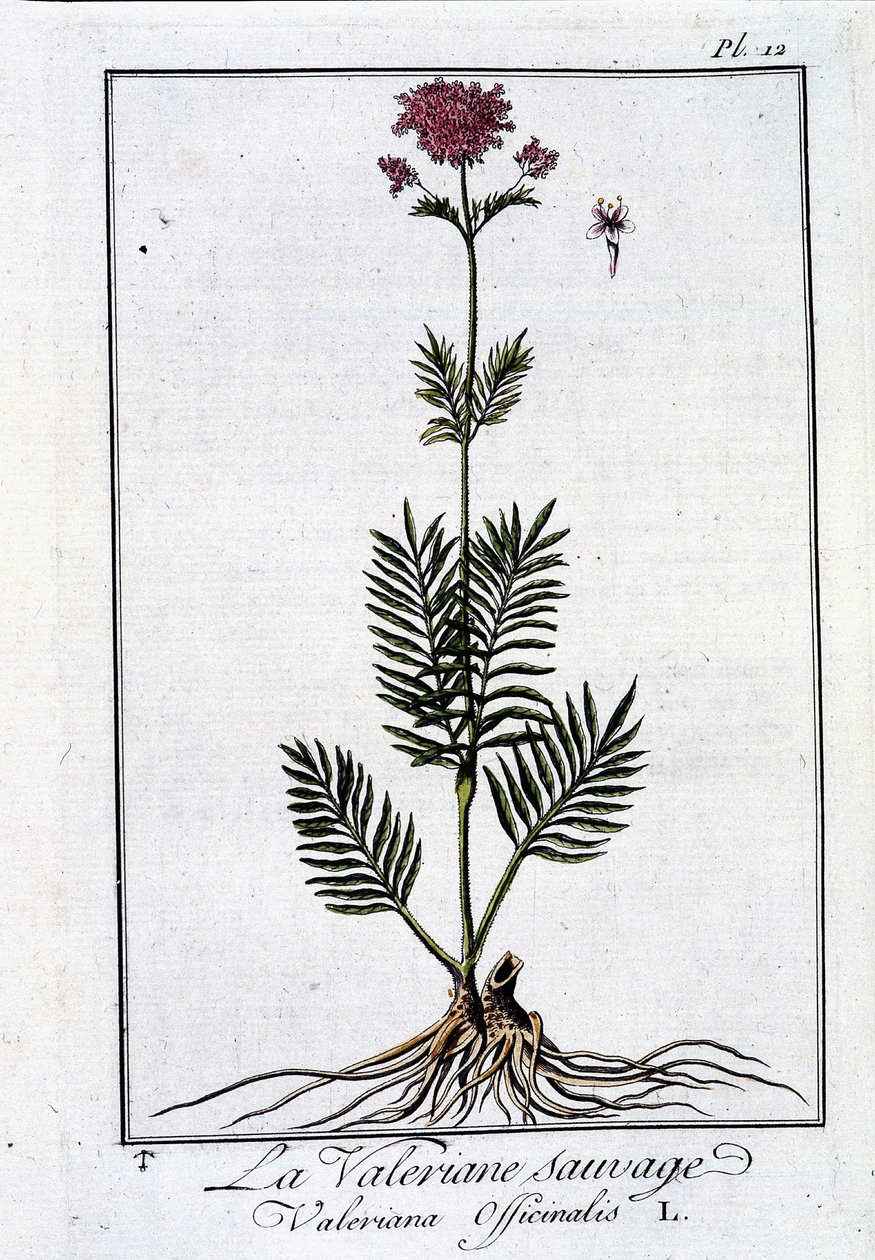 Dziki waleriana - w „Ćwiczeniach z botaniki dla handlowców” J.C. Philiberta, imp. z Crapelet, Paryż autorstwa Unknown artist