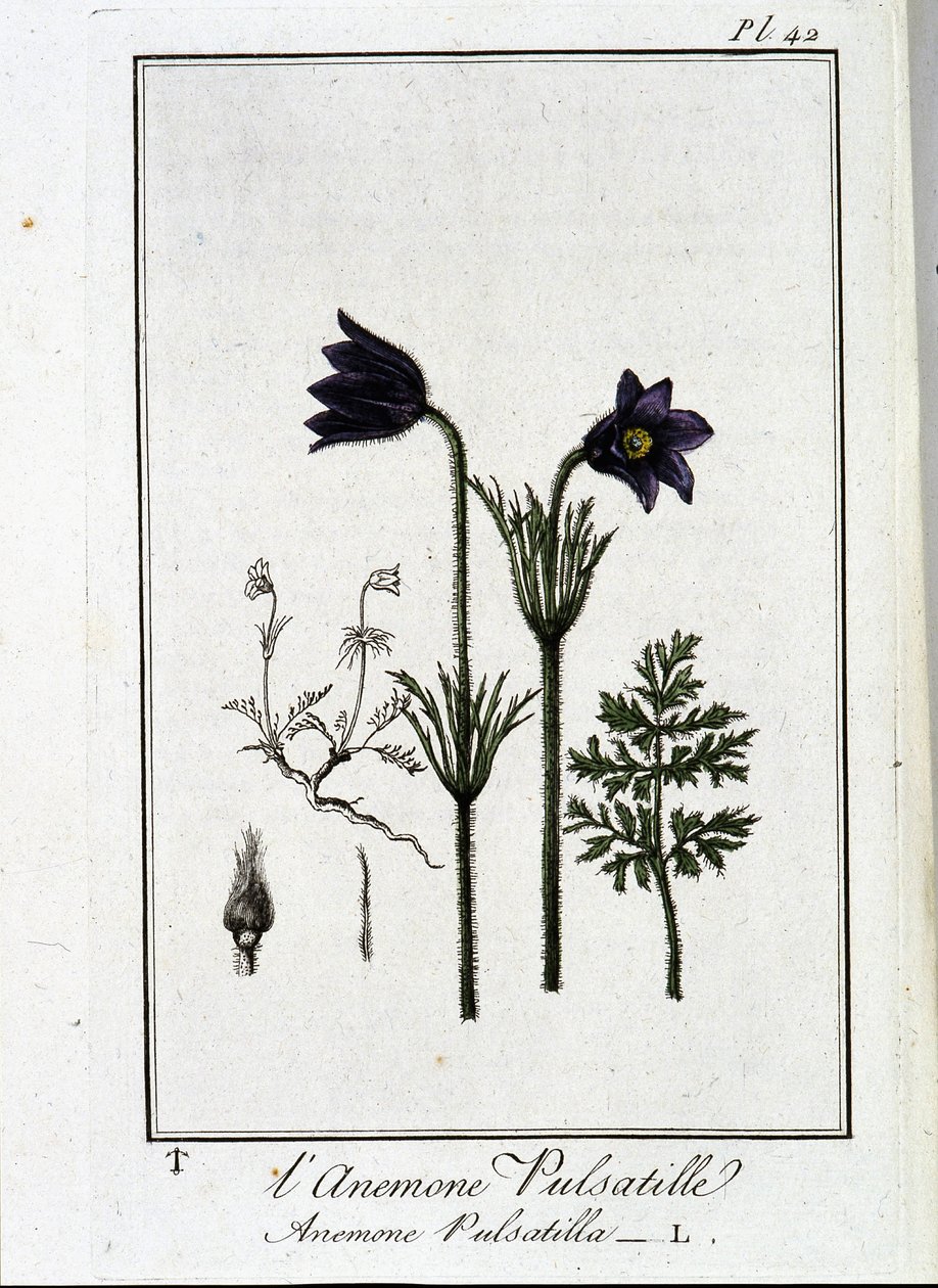 Anemone pulsatilla - w „Ćwiczeniach z botaniki na użytek handlowców”, napisanym przez J.C. Philiberta, Imprimerie de Crapelet, Paryż autorstwa Unknown artist