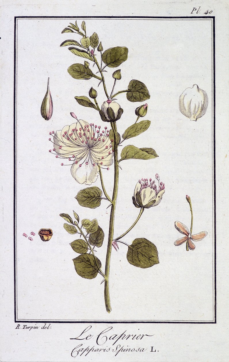 Caprier (Capparis Spinosa) - w „Ćwiczeniach z botaniki na użytek handlowców”, pod redakcją JC Philibert, Imprimerie de Crapelet, Paryż autorstwa Unknown artist