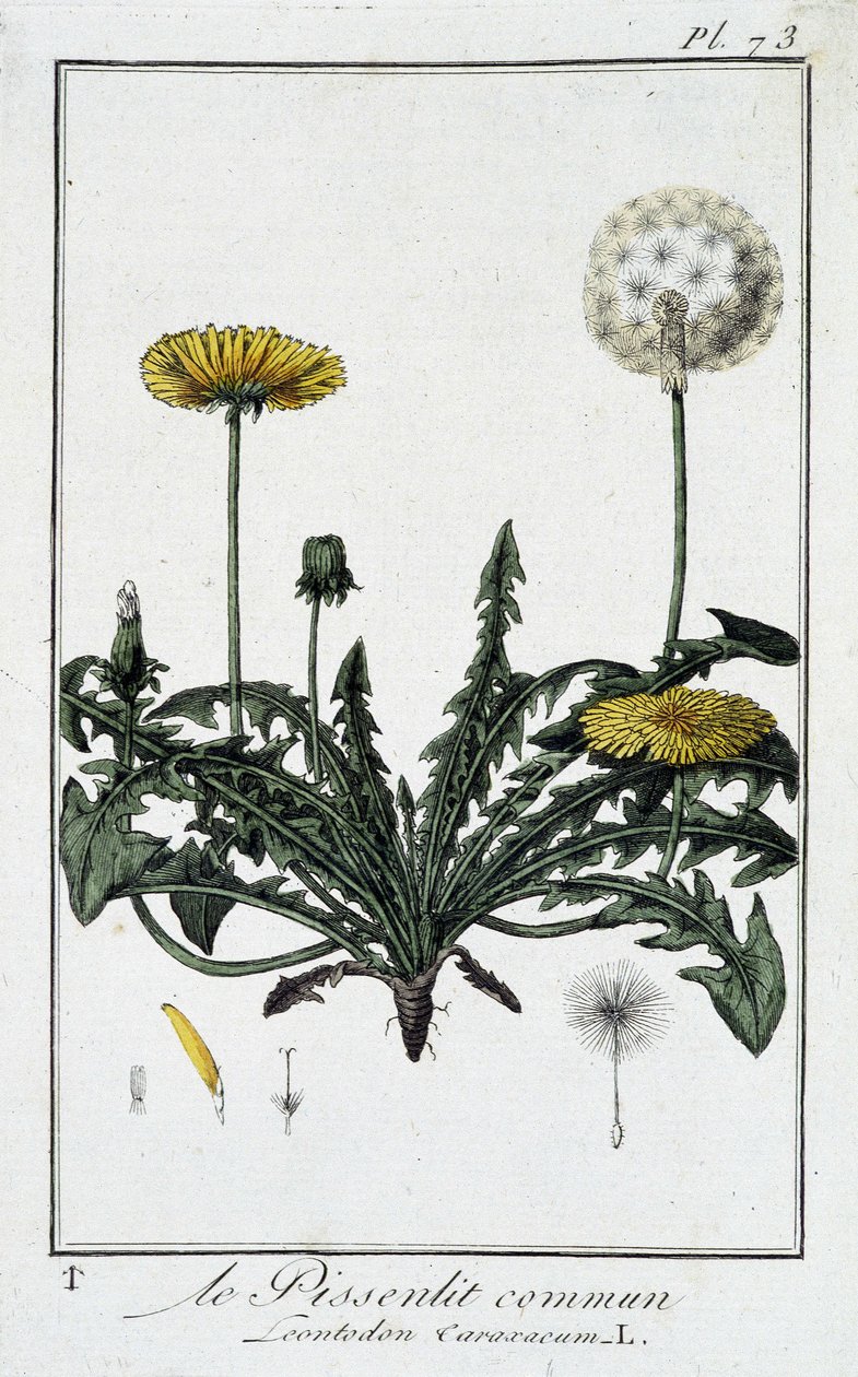 Mniszek pospolity (Leontodon caraxacum) - w „Ćwiczeniach z botaniki na użytek handlowców”, autorstwa J.C. Philiberta, Imprimerie de Crapelet, Paryż autorstwa Unknown artist