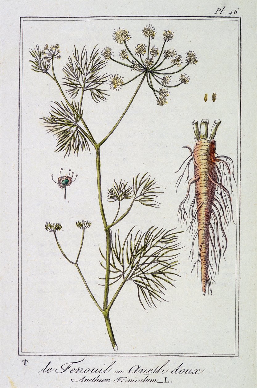 Koper lub Słodki Koper (Anethum Foeniculum) - w „Ćwiczeniach z botaniki na użytek handlowców”, pod redakcją J.C. Philibert, Imprimerie de Crapelet, Paryż autorstwa Unknown artist