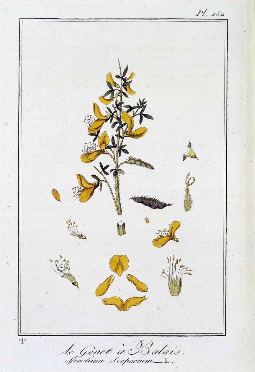 Le Genet a Broom (Spartium Scoparium) - w „Ćwiczeniach z botaniki na użytek handlowców”, pod redakcją J.C. Philibert, Imprimerie de Crapelet, Paryż autorstwa Unknown artist