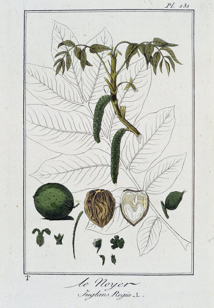 Le Noyer (Juglans Regia) - w „Ćwiczeniach z botaniki na użytek handlowców”, napisanym przez J.C. Philiberta, imp. Crapelet, Paryż autorstwa Unknown artist