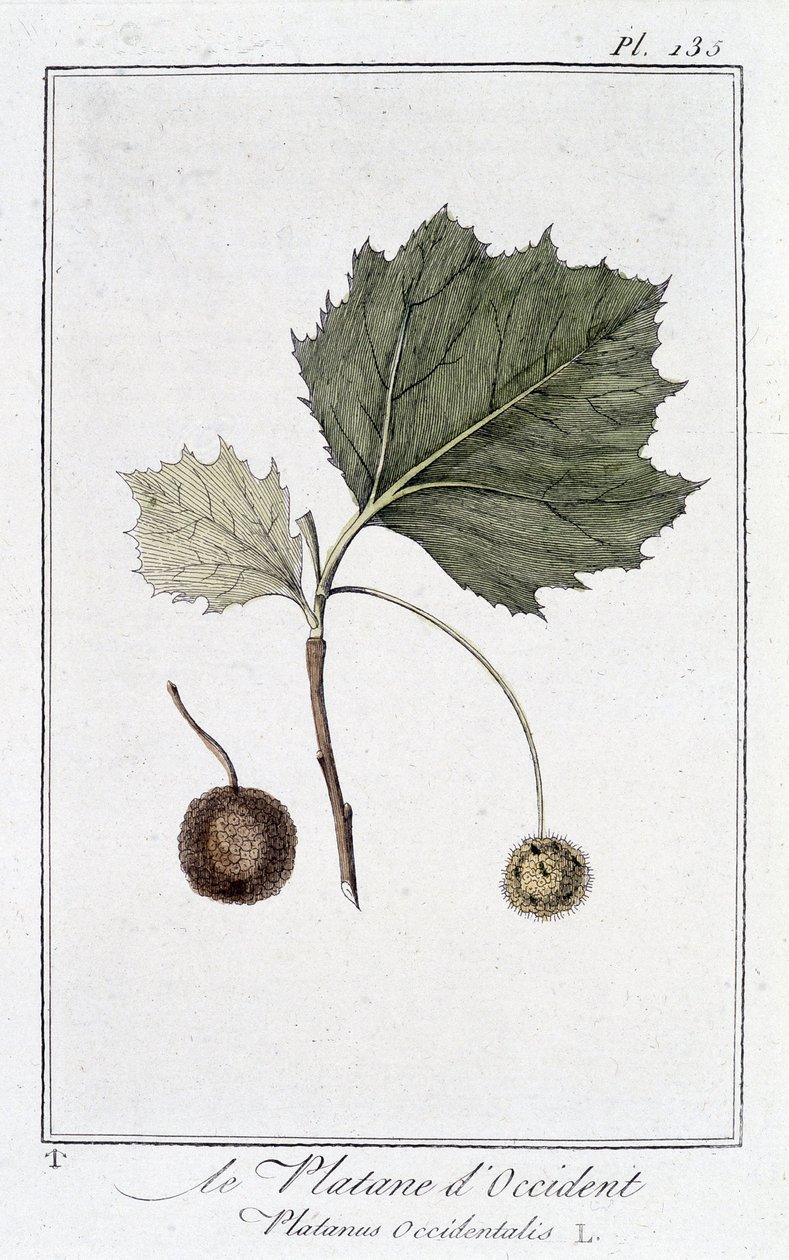 Płaszczyzna zachodnia (Platanus occidentalis) - w „Ćwiczeniach z botaniki na użytek handlowców”, pod redakcją JC Philibert, Imprimerie de Crapelet, Paryż autorstwa Unknown artist