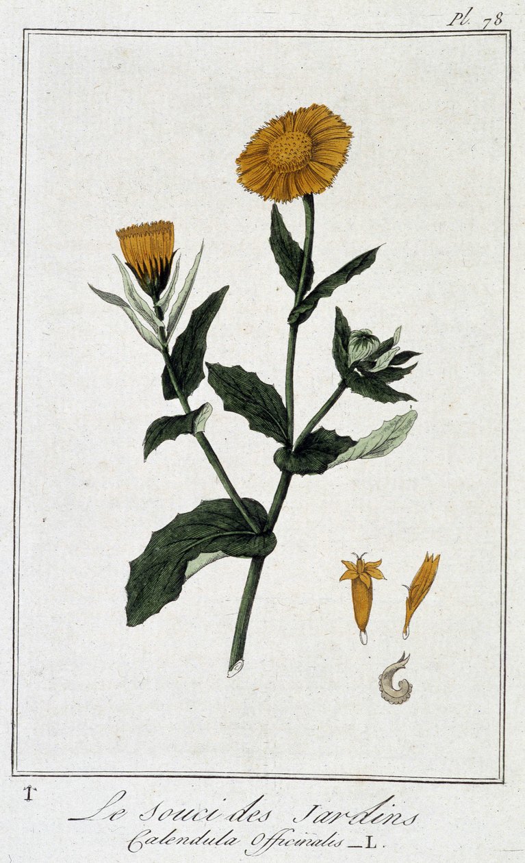 Marigold (Calendula Officinalis) - w „Ćwiczeniach z botaniki na użytek handlowców”, napisanym przez J.C. Philiberta, imp. Crapelet, Paryż autorstwa Unknown artist