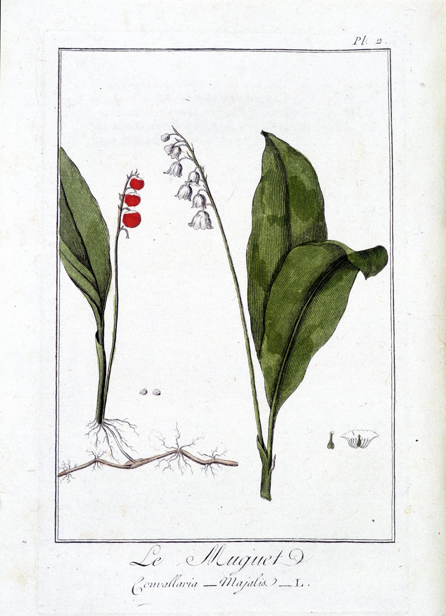 Drozd (Convallaria Majalis) - w „Ćwiczeniach z botaniki na użytek handlowców”, napisanym przez J.C. Philiberta, Imprimerie de Crapelet, Paryż autorstwa Unknown artist