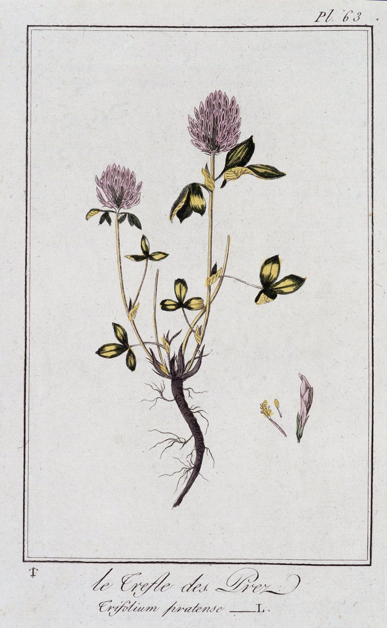 Le Clover des Meadows (Trifolium pratense) - w „Ćwiczeniach z botaniki na użytek handlowców”, pod redakcją J.C. Philibert, Imprimerie de Crapelet, Paryż autorstwa Unknown artist