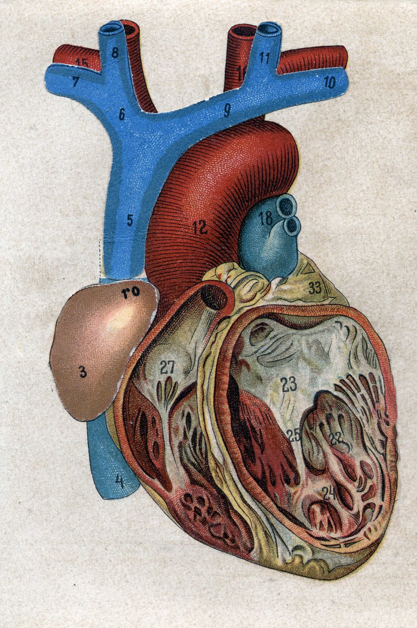 Le coeur.in „”Nowy naturalny lek”” autorstwa F.E. Bilza. 1898. autorstwa Unknown artist
