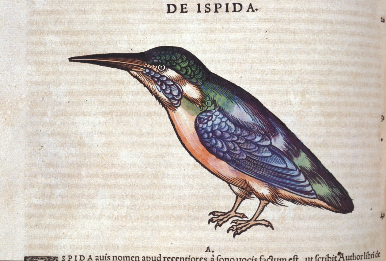 Le guêpier w Historia Animalium Conrada Gesnera (1516-1565), Tiguri autorstwa Unknown artist