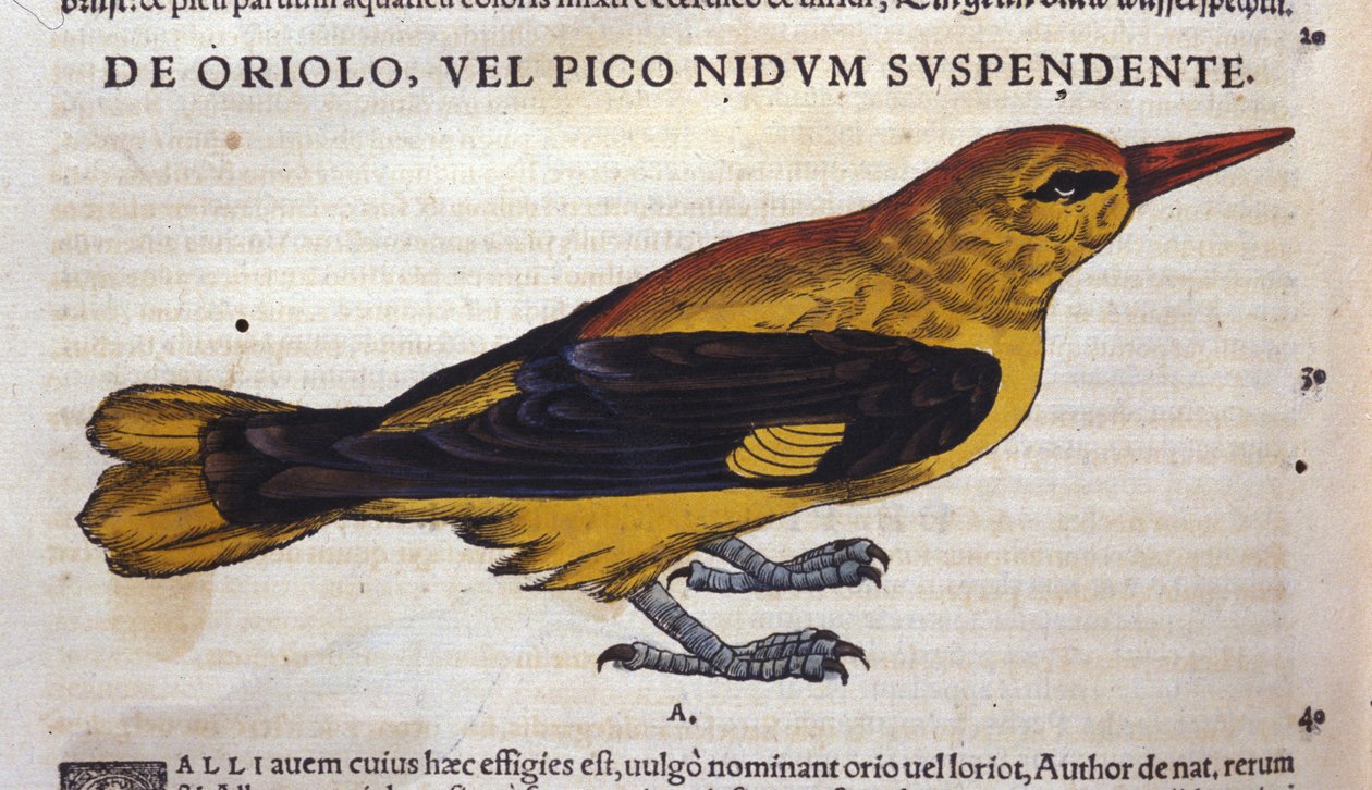 Le pic w Historia Animalium autorstwa Conrada Gesnera (1516-1565), Tiguri autorstwa Unknown artist