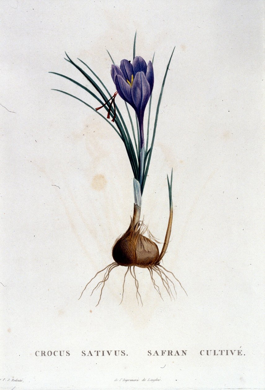 Szafran (Crocus sativus) według Botanique di J. Rousseau, Paryż 1822. autorstwa Unknown artist