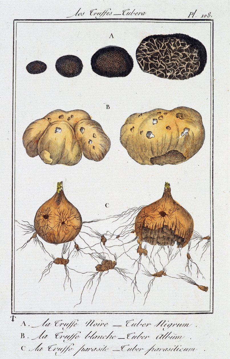 Trufle (Tubera) - w „Ćwiczeniach botanicznych dla kupców” J.C. Philibert, Imprimerie de Crapelet, Paryż autorstwa Unknown artist