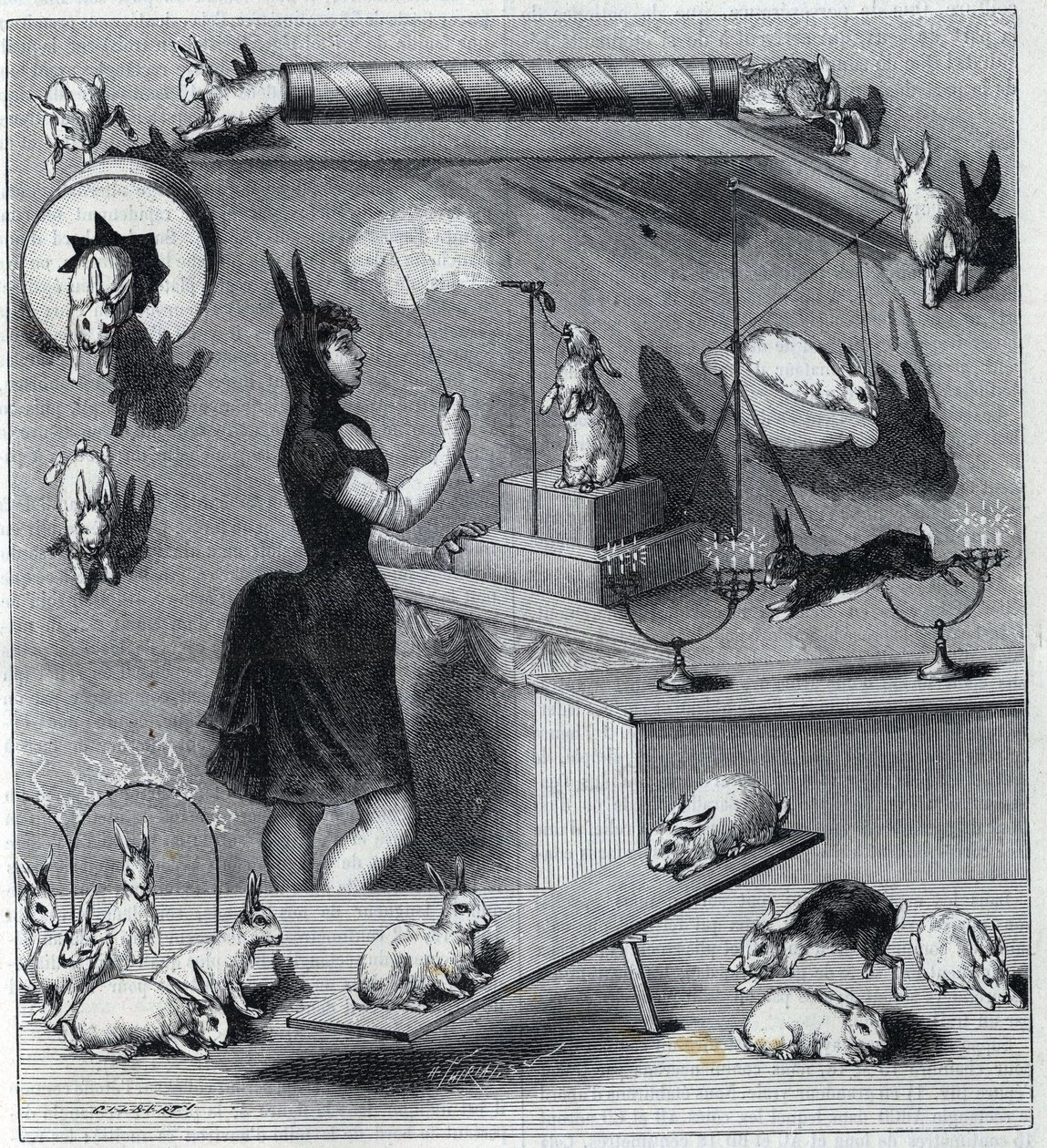 Les rabbits ubiera du Nouveau Cirque w Paryżu: manipulator w kostiumie królika uczy zwierzę różnych liczb. Grawer w „La Nature” 1890. Ze zbiorów prywatnych. autorstwa Unknown artist