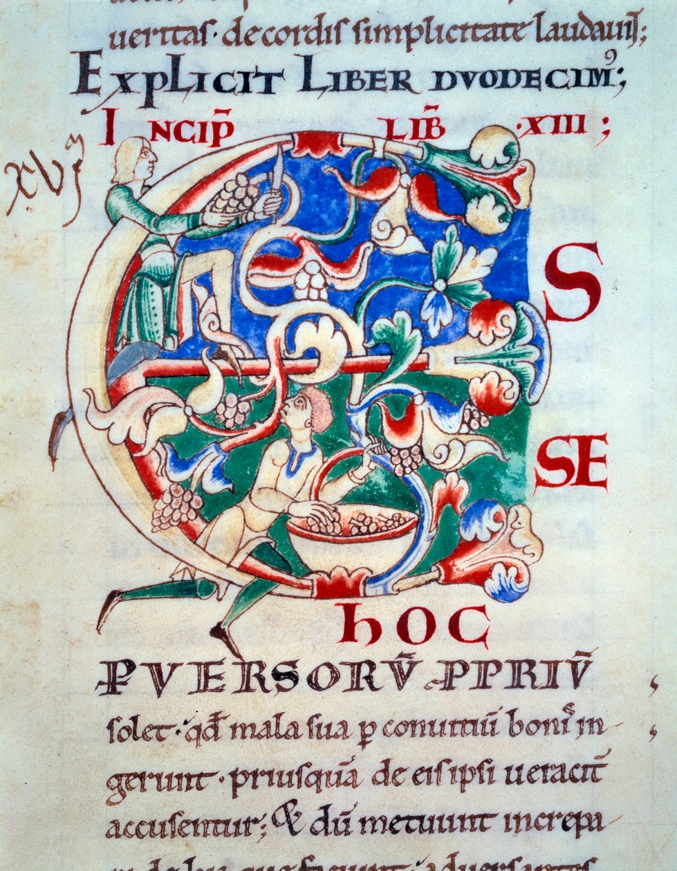 Lettryna C; winorośl na początku XII wieku. Miniatura średniowiecza. Rękopis „Moralia w Hiobie”” z opactwa Citeaux dla Gregoire Pope I autorstwa Unknown artist