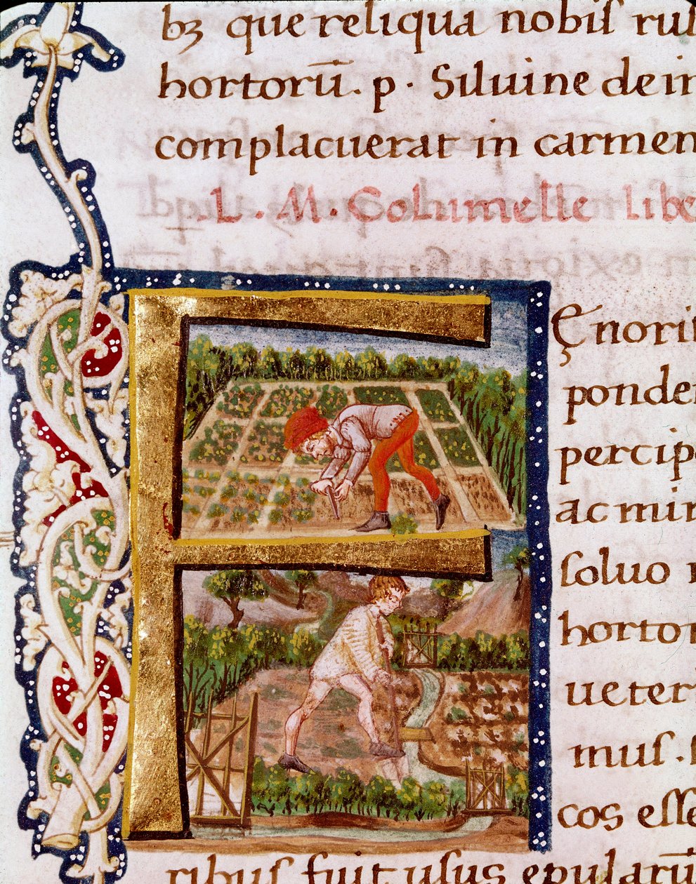 Lettrine F z rozdziału o ogrodnictwie: sceny z plażowania i nawadniania. Miniatura zaczerpnięta z „De re rustica” przez agronoma Luciusa Iuniusa Moderatusa Columella (I wiek) (Ms.E-39). XV wiek. Rzym, Biblioteca Vallicelliana autorstwa Unknown artist