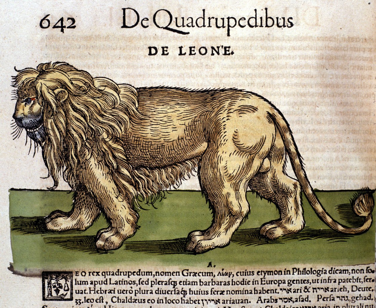 Lew według Historii Animalium Conrada Gesnera, Tiguri 1560. Biblioteca Nazionale Braidense. Mediolan autorstwa Unknown artist