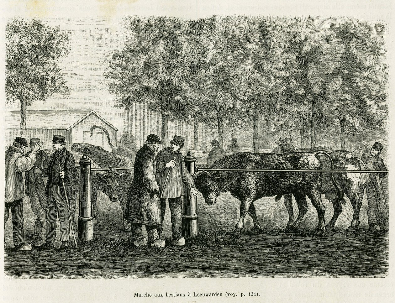 Spacery z bydłem w Leeuwarden (Holandia). Grawer ilustrujący historię La Frise, na podstawie relacji holenderskiej gazety, in le tour du monde 1886, w reżyserii Edouarda Chartona (1807-1890), Hachette, Paryż. autorstwa Unknown artist