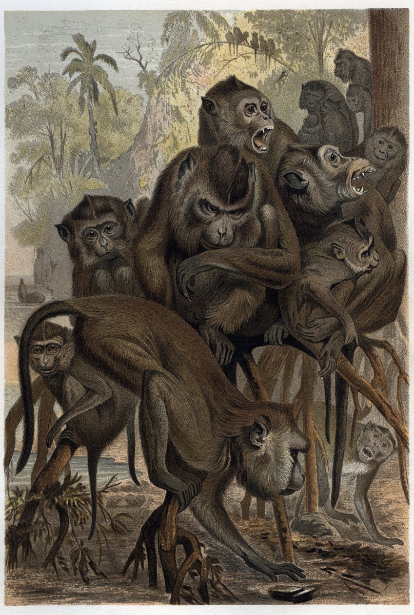 Makaki (Macaca) (Cercopithecinae) - grawerunek z „Życia zwierząt Brehma” autorstwa Alfreda Edmunda Brehma (1829-1884) autorstwa Unknown artist