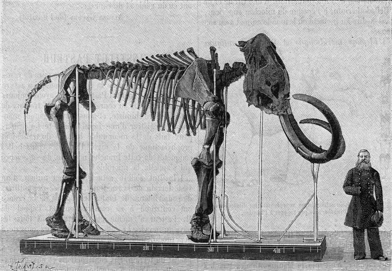 Szkielet mamuta (elephas primigenius) odkryty na brzegach Morza Lodowego w pobliżu ujścia rzeki Leny i zgłoszony w 1806 r. do Muzeum Akademii Nauk w Petersburgu (St. Petersburg) przez pana Adamsa. (Z fotografii). Grawerowanie w autorstwa Unknown artist
