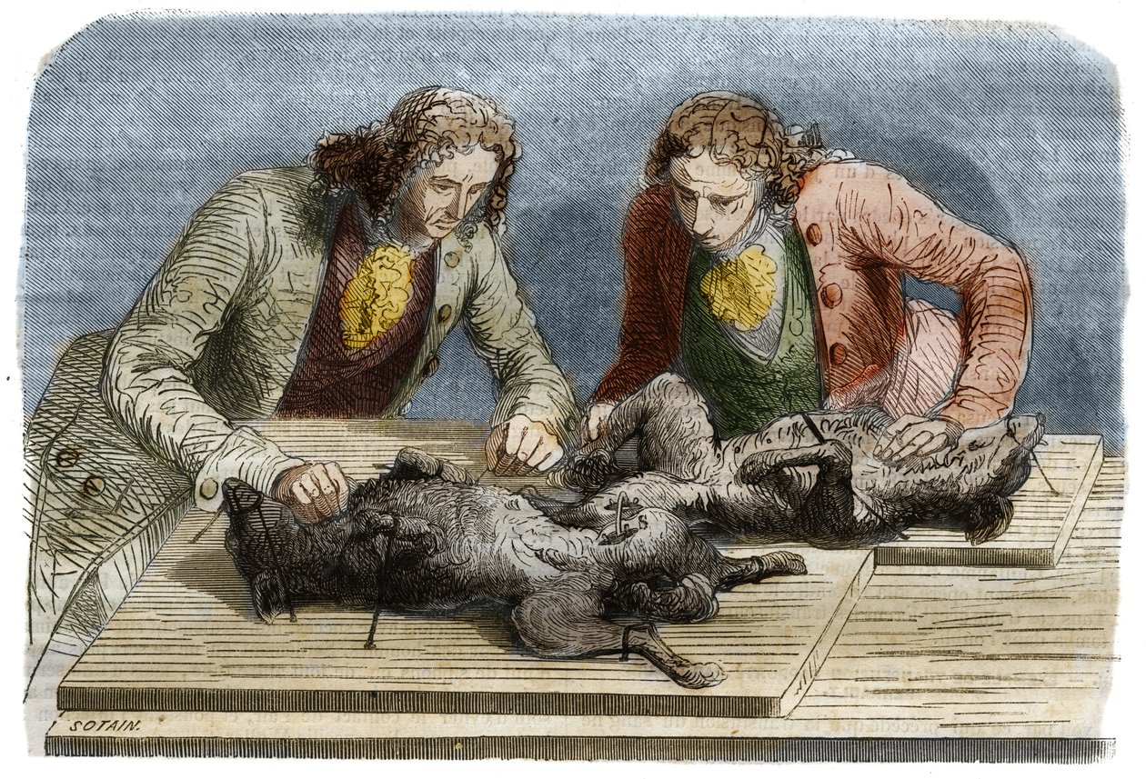 Doświadczenie medyczne: transfuzja krwi przeprowadzona na dwóch psach w Paryżu w 1667 r. Rycina z 1857 r. wg rysunku Claude