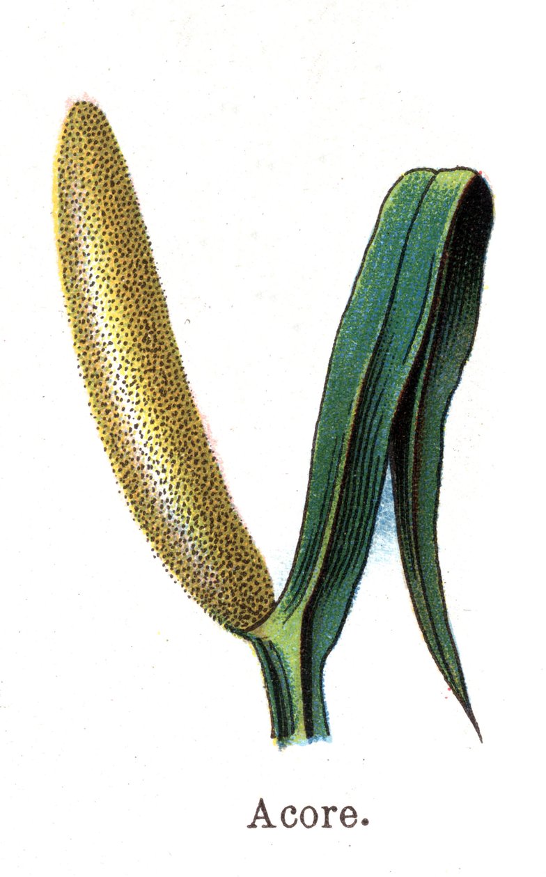 Rośliny botaniczne lecznicze i spożywcze: rdzeń. Grawer w „La medicine naturelle” Friedricha Eduarda Bilza (1842-1922) autorstwa Unknown artist