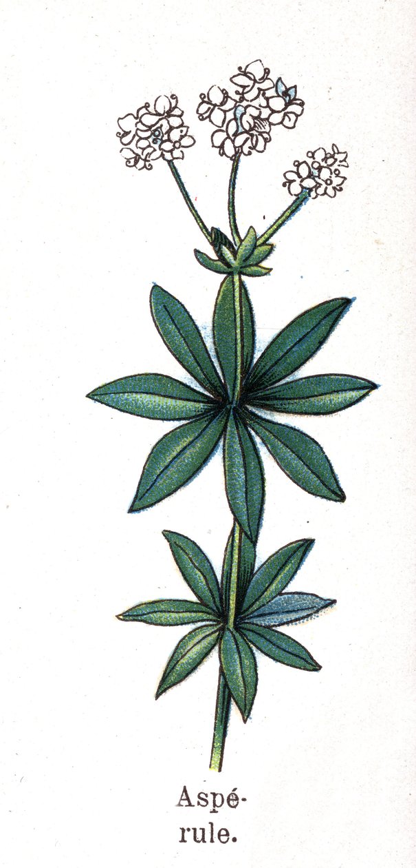 Rośliny lecznicze i spożywcze: asperula. Grawer w „La medicine naturelle” Friedricha Eduarda Bilza (1842-1922) autorstwa Unknown artist