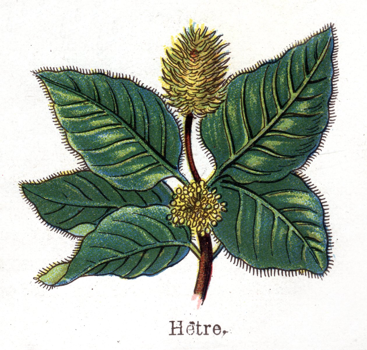 Rośliny lecznicze i spożywcze: buk. Grawer w „La medicine naturelle” Friedricha Eduarda Bilza (1842-1922) autorstwa Unknown artist