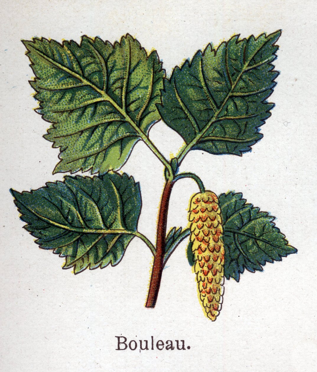 Rośliny lecznicze i spożywcze: brzoza. Grawer w „La medicine naturelle” Friedricha Eduarda Bilza (1842-1922) autorstwa Unknown artist
