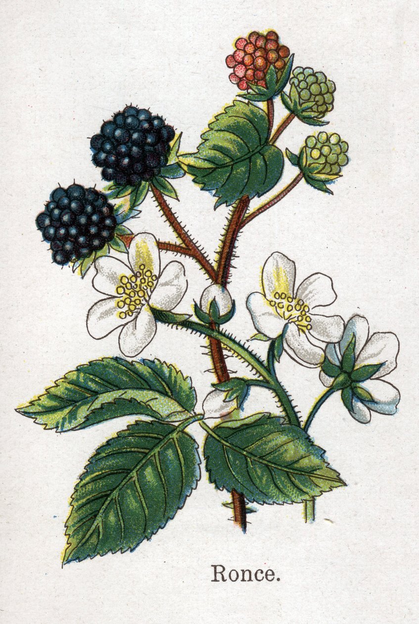 Rośliny lecznicze i spożywcze: jeżyna. Grawer w „La medicine naturelle” Friedricha Eduarda Bilza (1842-1922) autorstwa Unknown artist