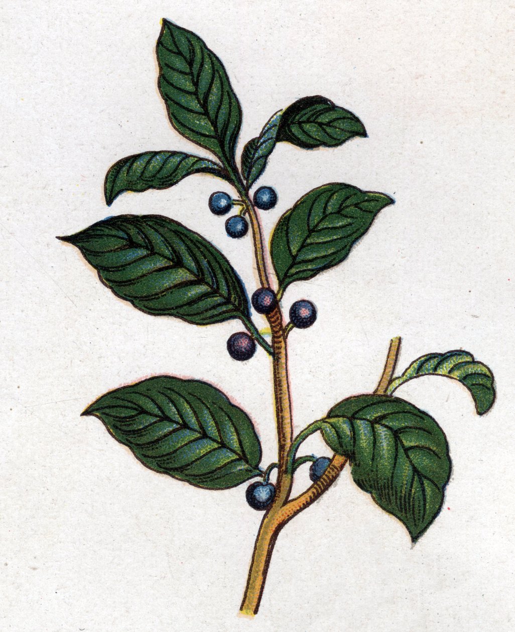 Rośliny lecznicze i spożywcze: kruszyna. Grawer w „La medicine naturelle” Friedricha Eduarda Bilza (1842-1922) autorstwa Unknown artist