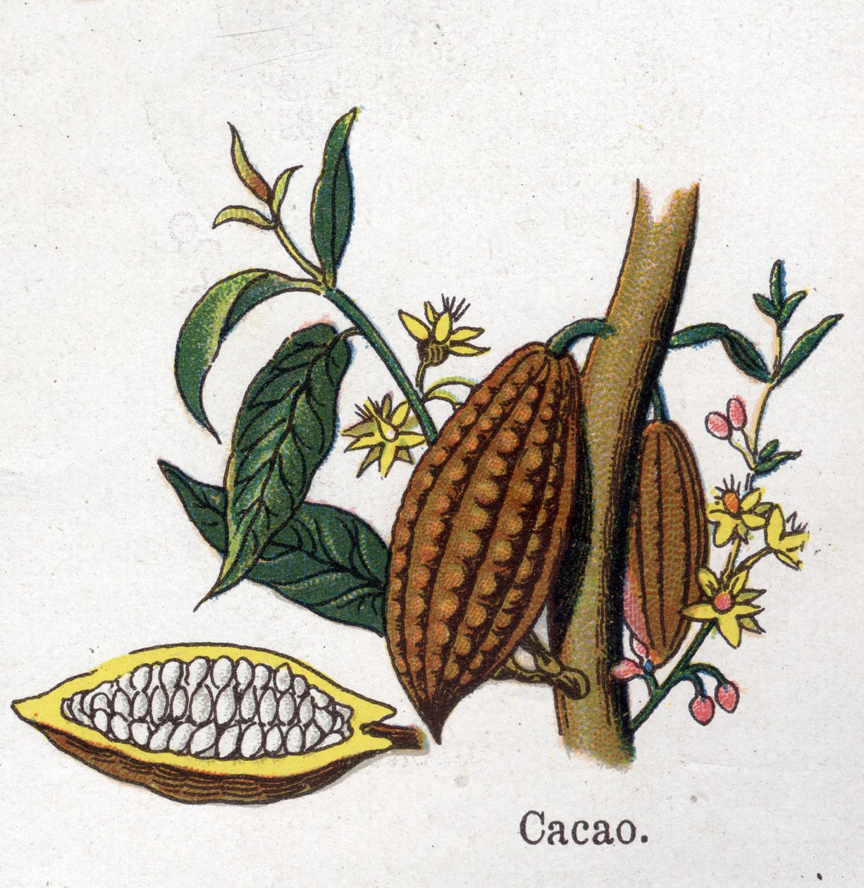 Rośliny lecznicze i spożywcze: kakao. Grawer w „La medicine naturelle” Friedricha Eduarda Bilza (1842-1922) autorstwa Unknown artist