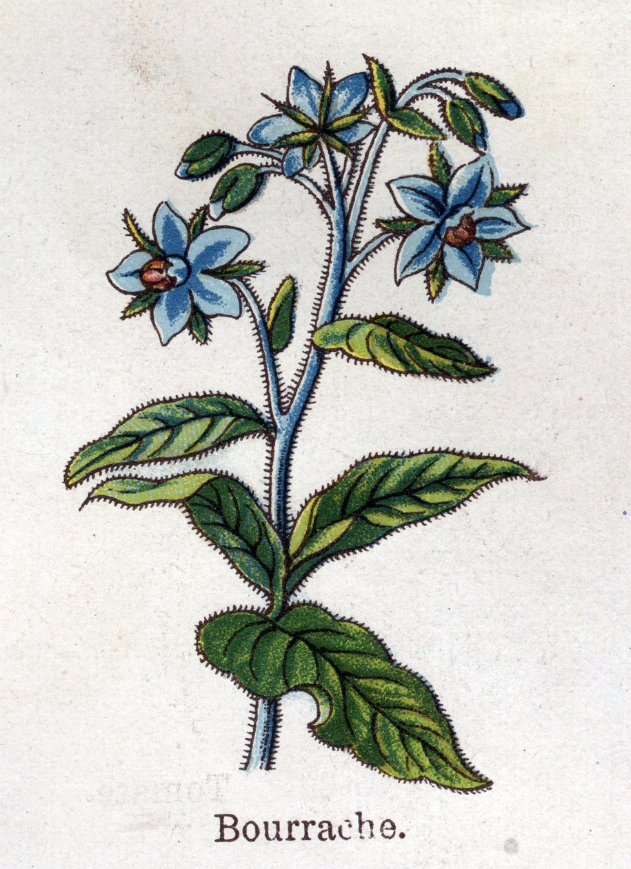 Rośliny lecznicze i spożywcze: żurawina. Grawer w „La medicine naturelle” Friedricha Eduarda Bilza (1842-1922) autorstwa Unknown artist