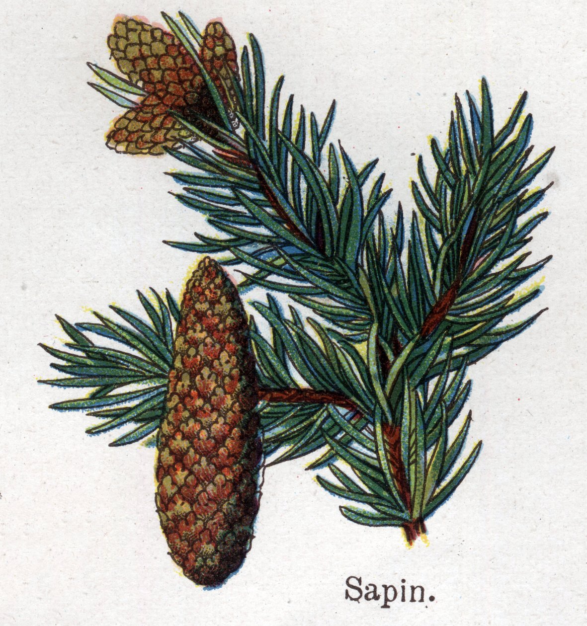 Rośliny lecznicze i spożywcze: jodła. Grawer w „La medicine naturelle” Friedricha Eduarda Bilza (1842-1922) autorstwa Unknown artist