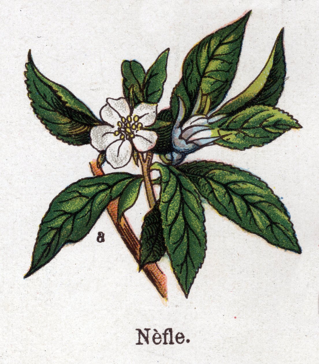 Rośliny lecznicze i spożywcze: nefle. Grawer w „La medicine naturelle” Friedricha Eduarda Bilza (1842-1922) autorstwa Unknown artist