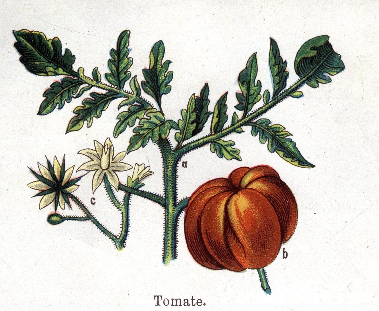 Rośliny lecznicze i spożywcze: pomidor. Grawer w „La medicine naturelle” Friedricha Eduarda Bilza (1842-1922) autorstwa Unknown artist