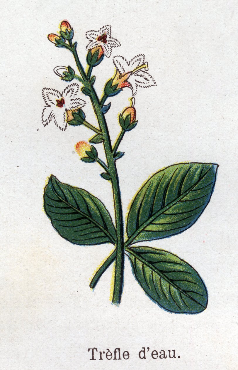 Rośliny lecznicze i spożywcze: koniczyna wodna. Grawer w „La medicine naturelle” Friedricha Eduarda Bilza (1842-1922) autorstwa Unknown artist