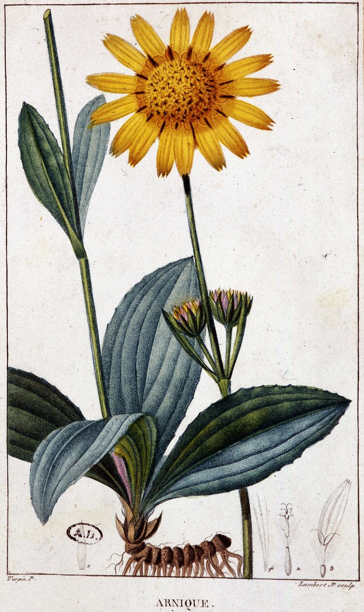 Roślina lecznicza: Arnik (lub arnika) - deska botaniczna, koniec XIX wieku. autorstwa Unknown artist