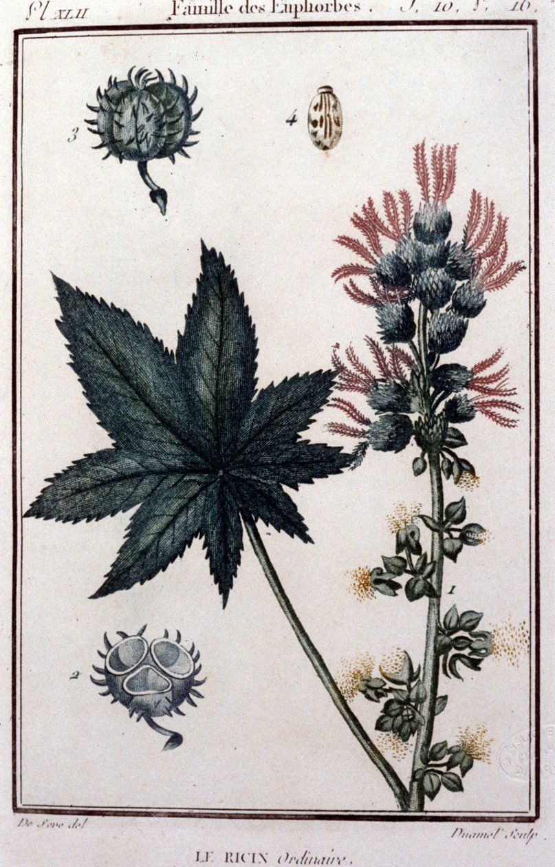 Rośliny lecznicze: zwykły rycynowy. Rodzina euforyczna. Deska botaniczna z XIX wieku autorstwa Unknown artist