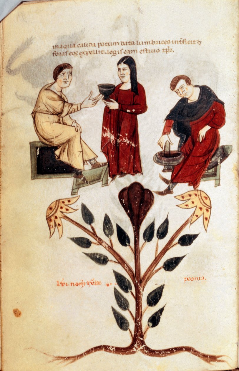 Lekarstwo: przygotowanie mikstury ziołowej (piwonia). Miniatura zaczerpnięta z „De diversis herbis” autorstwa Hipokratesa Wielkiego lub Hipokratesa z Kos (460-370 p.n.e.) greckiego lekarza autorstwa Unknown artist