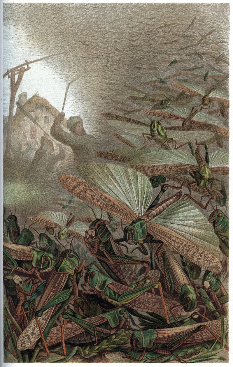 Szarańcza wędrowna - Szarańcza wędrowna (Locust migratoria) - grawer z „Życia zwierząt Brehma” autorstwa Alfreda Edmunda Brehma (1829-1884) autorstwa Unknown artist