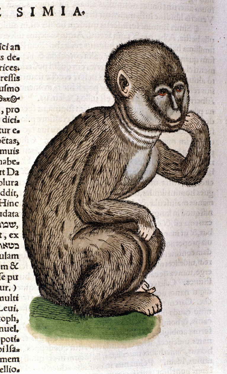 Małpa według Historii Animalium Conrada Gesnera, Tiguri 1560. Biblioteca Nazionale Braidense. Mediolan autorstwa Unknown artist