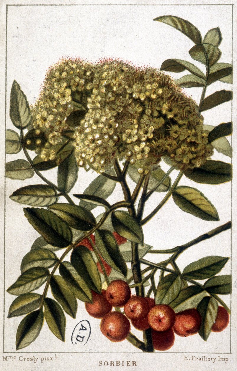 Jarzębina - deska botaniczna autorstwa Unknown artist