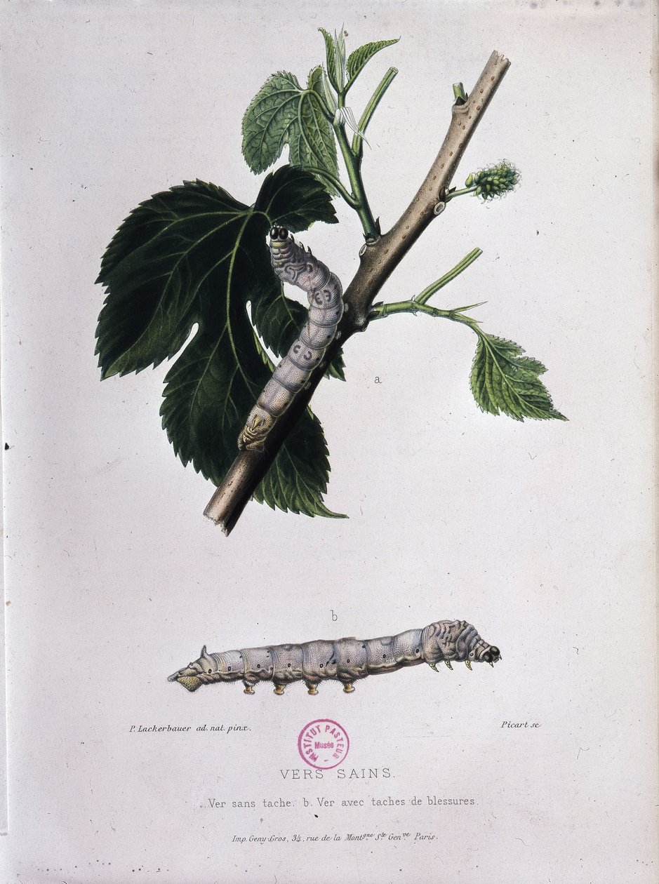 Morwa i jedwabnik - Studium Pasteura autorstwa Unknown artist