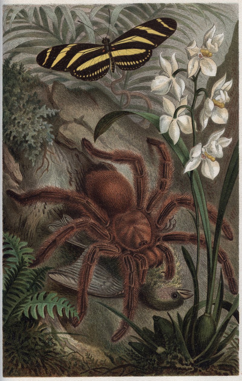 Mygalomorphae (Orthognatha) - grawer z „„Życie zwierząt Brehma” autorstwa Alfreda Edmunda Brehma (1829-1884) autorstwa Unknown artist