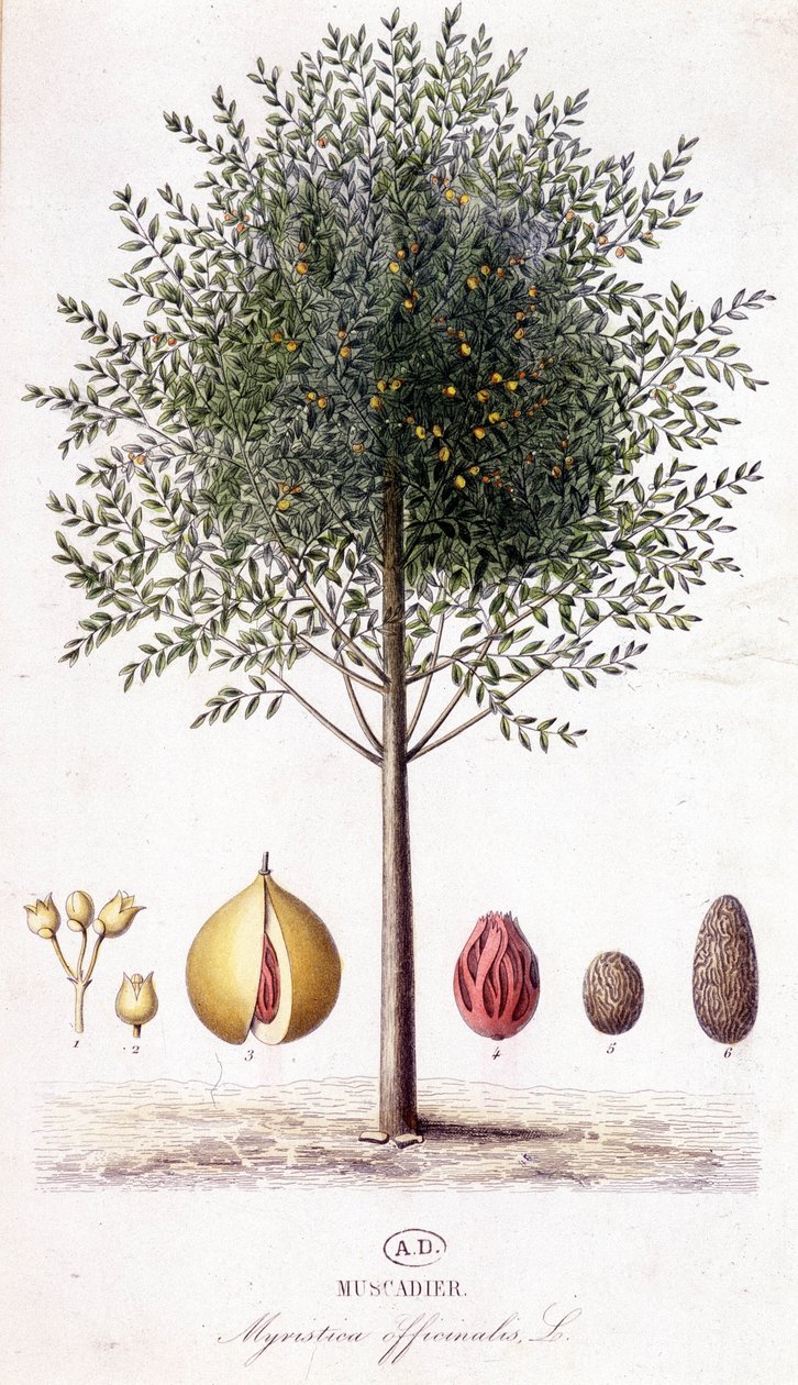 Myristica fragrans - Muscadier (Myristica officinalis). tablica botaniczna autorstwa Unknown artist