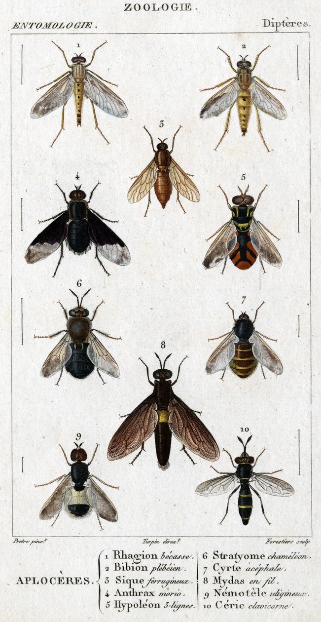 Tablica historii naturalnej. Entomologia. Rodzina muchówek. Aploceres: 1. buk Rhagion; 2. Bion plebejański; 3. Sic żelazisty; 4 Wąglik morio; 5. Hypoleon 63 linie; 6. Kameleon Stratyome; 7; Cyrte acefal; 8. Mydas w drucie; 9. Zgubny nemotele; 10. obojczyk  autorstwa Unknown artist