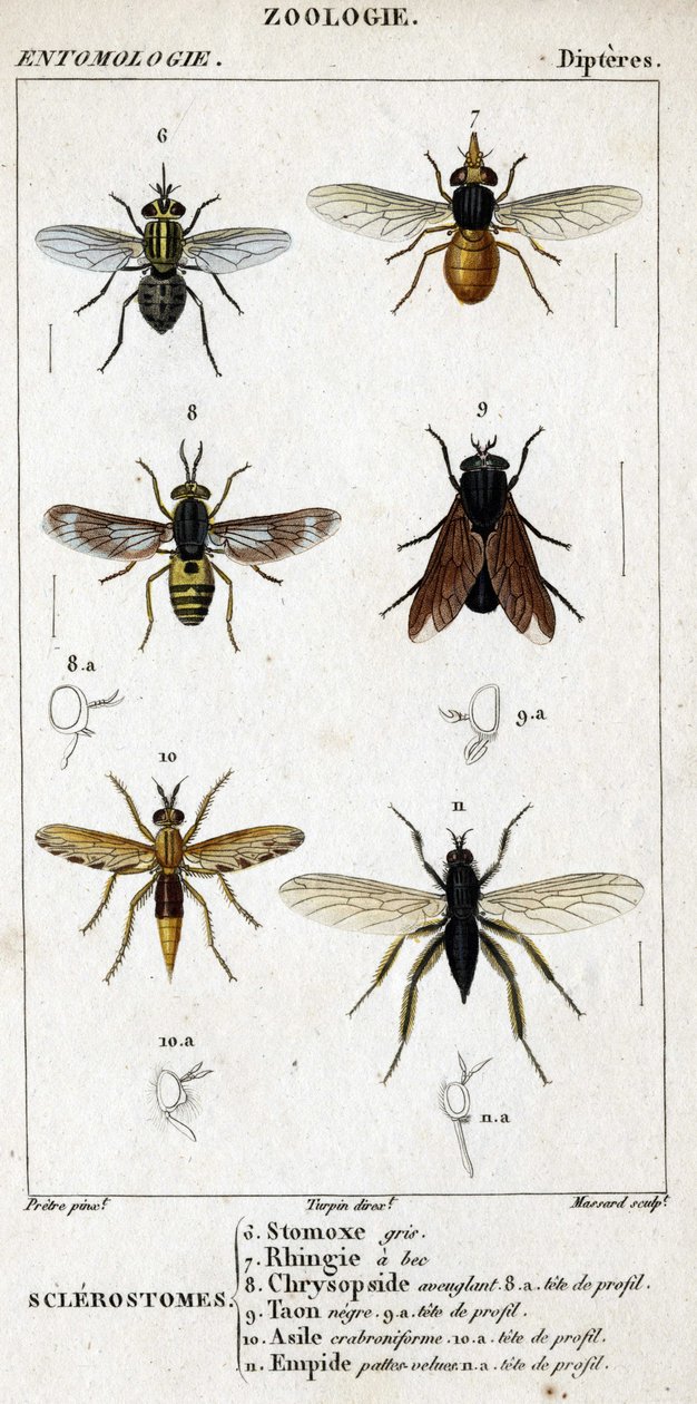 Tablica historii naturalnej. Entomologia. Rodzina muchówek. Sklerostomy: 6. Stomoks szary; 7. dziobaty rhingia; 8. Oślepiający Chryzopside; 8a. profil głowy; 9. Taon Murzyn; 9a. szef profilu; 10. Azyl Craboniforme; 10 a. szef profilu; 11. Emboidalne owłosi autorstwa Unknown artist