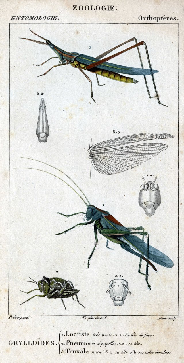 Tablica historii naturalnej. Entomologia. Rodzina ortopterów. Grylloides: 1. Szarańcza bardzo zielona. 1.a. przednia głowa; 2. Pneumore ma kubki smakowe; 2.a. jego głowa; 3. Truksal Nasu; 3.a. głowa; 3.b. rozszerzone skrzydła. autorstwa Unknown artist